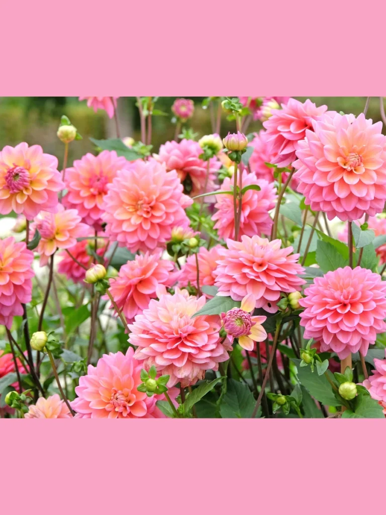 Stagger Single Stems of Pink Dahlias Inside a Neat Row of Five Clear Bud Bottles