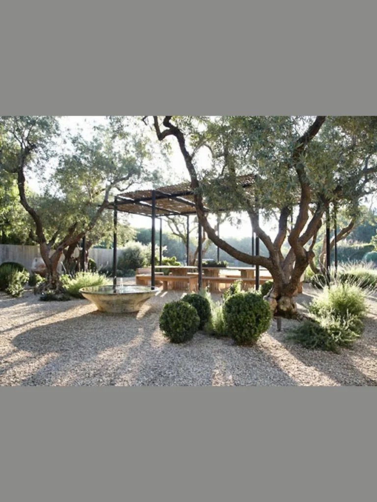 Tuscan Rolled Rim Dwarf Olive Tree Clusters