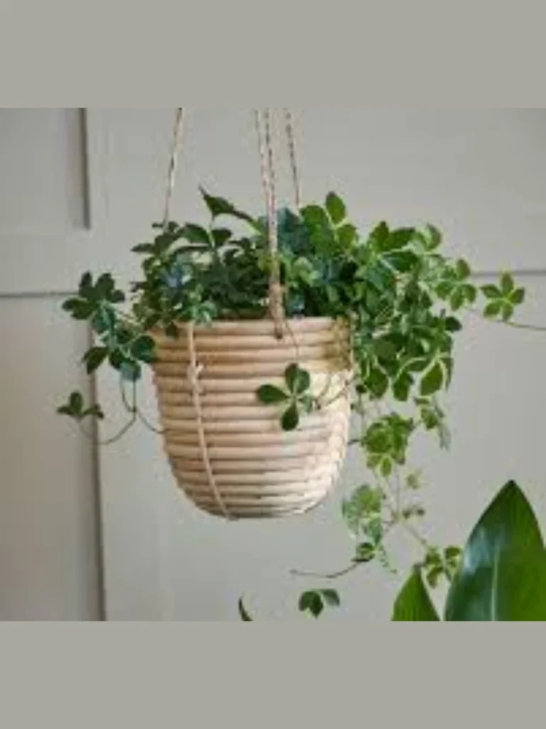 Woven Sea Grass Bread Storage Baskets